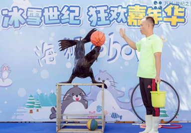 海狮表演