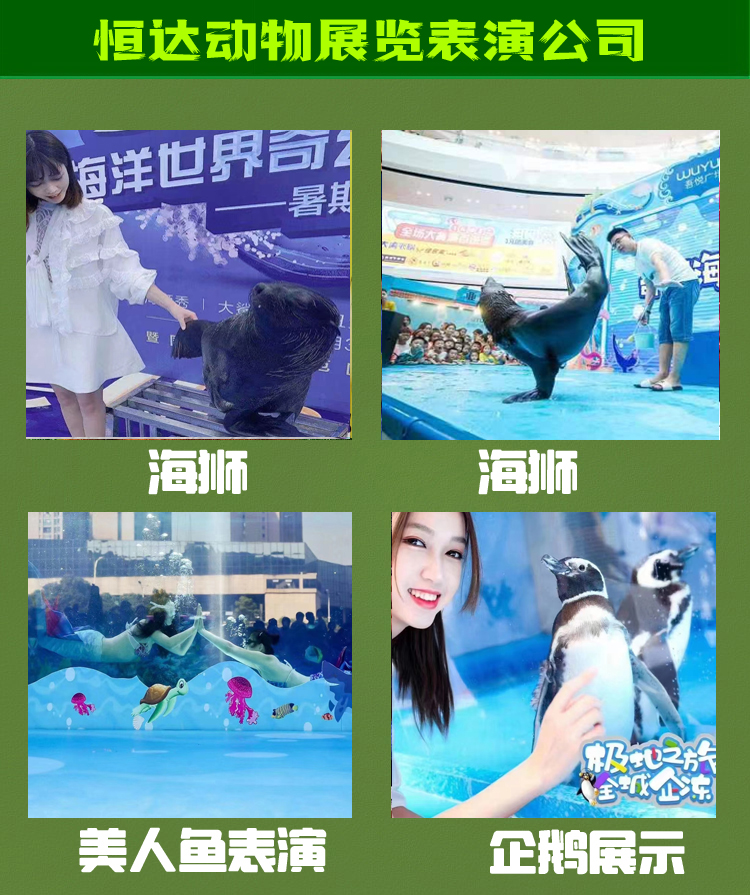 海狮表演