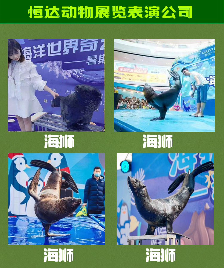 海狮表演